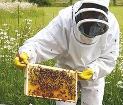 Pour tout savoir sur la ruche pédagogique